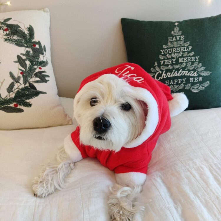 Koiran tonttuasu nimellä