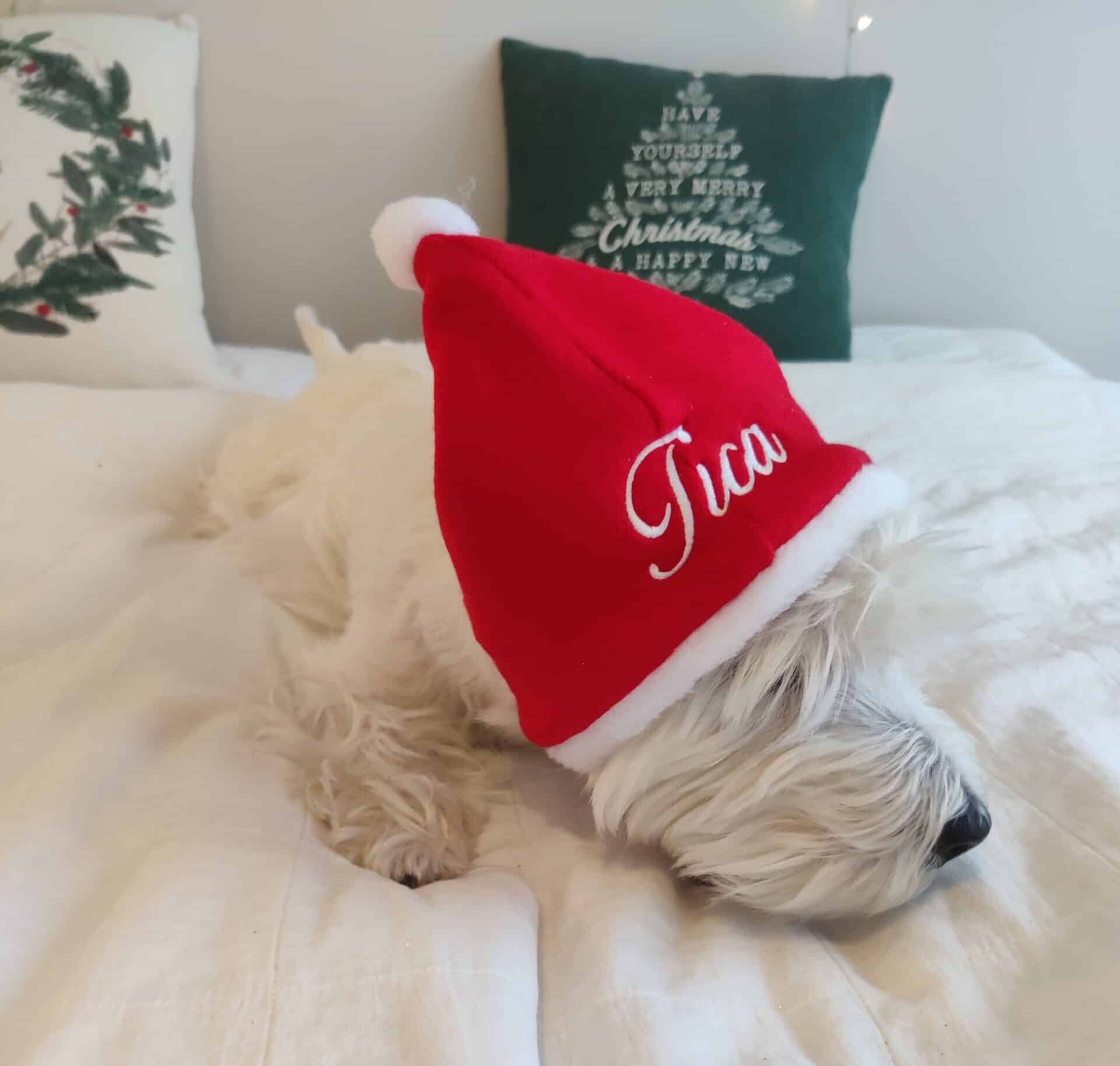 Koiran tonttulakki nimellä